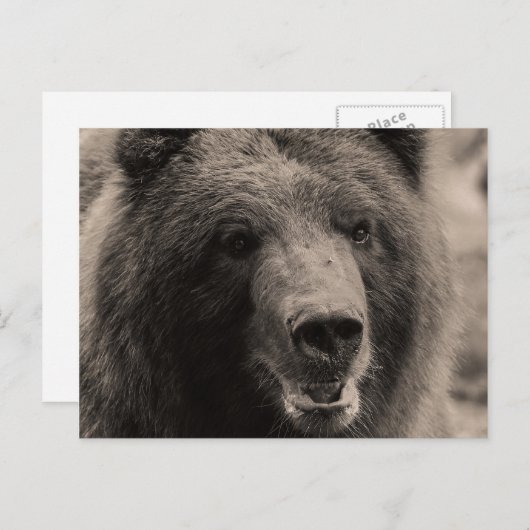 ブラウンの灰色グマの野性生物の写真 ポストカード (正面/裏面)