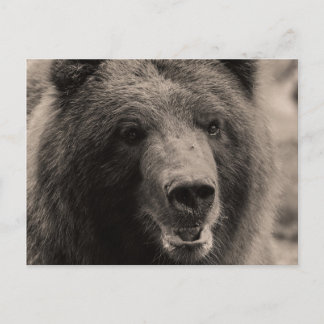ブラウンの灰色グマの野性生物の写真 ポストカード