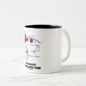 ブラウンの脂肪組織のThermogenesis ツートーンマグカップ (正面右)