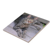 ブラウンの虎猫猫のアウトドア タイル (側面)