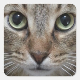 ブラウンの虎猫猫 スクエアシール