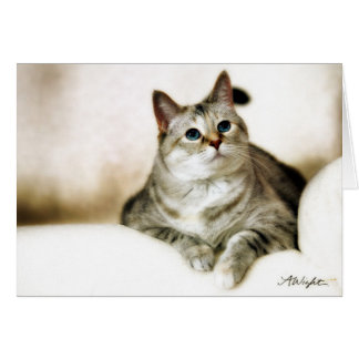 ブラウンの調子のZilla