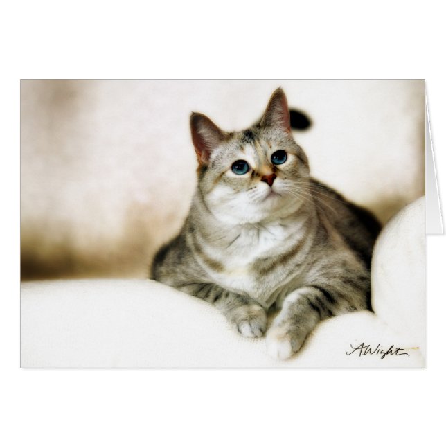 ブラウンの調子のZilla (正面横)