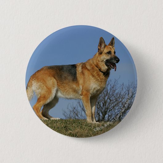 ブラウンの長い髪のジャーマン・シェパード2 缶バッジ (正面)