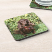 ブラウンの長い髪のミニチュアダックスフント コースター (左側)