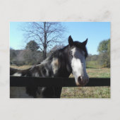 ブラウンの&White、色彩の鮮やかな馬、明るい青空 ポストカード (正面)