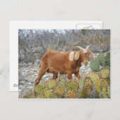 ブラウンはヤギに斑点を付けました ポストカード (正面/裏面)
