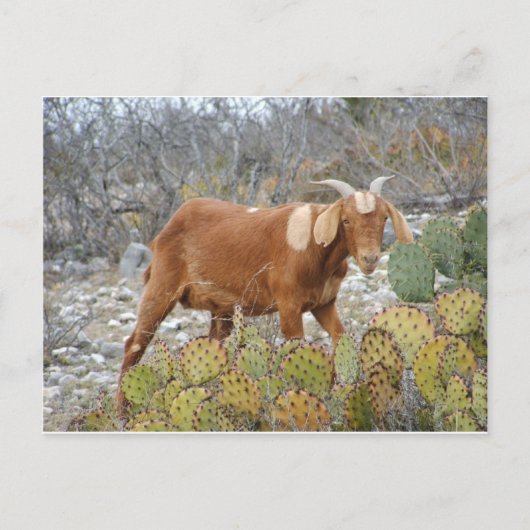 ブラウンはヤギに斑点を付けました ポストカード (正面)