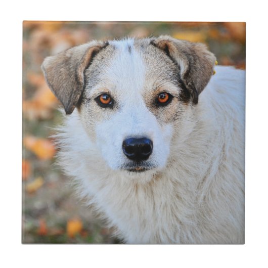 ブラウンは犬を注目しました タイル (正面)