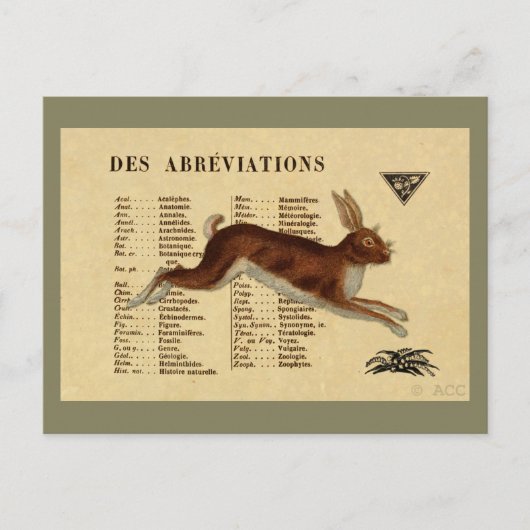 ブラウンウサギ ポストカード (正面)