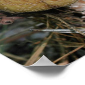 ブラウンウッドランドマッシュルーム自然 ポスター (角)