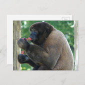 ブラウンウールモンキーの美しい写真 ポストカード (正面/裏面)