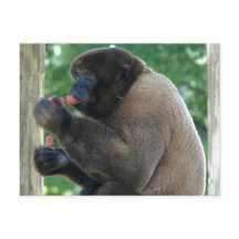 ブラウンウールモンキーの美しい写真