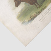 ブラウンカウエフエメラデクページヴィンテージファームティッシュP 薄葉紙 (詳細)