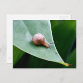 ブラウンガーデンカタツムリ ポストカード (正面/裏面)