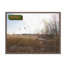 ブラウンキッテリーシーポイントビーチメイン自然