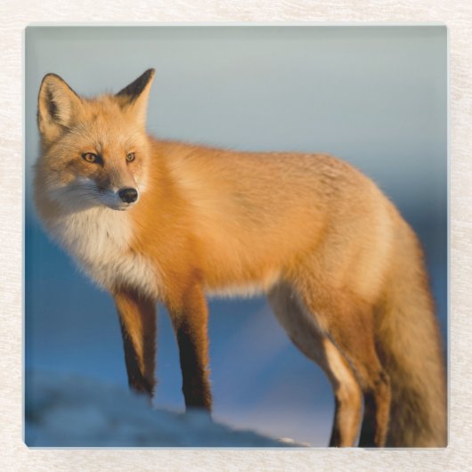 ブラウンキツネ ガラスコースター (正面)