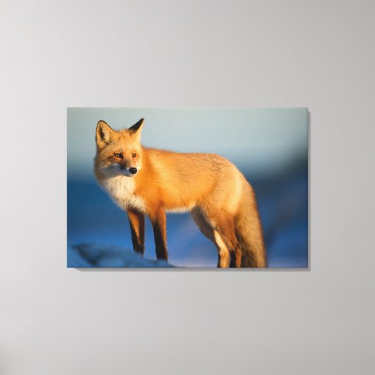 ブラウンキツネ キャンバスプリント (正面)