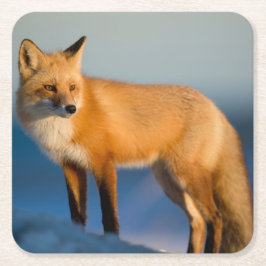 ブラウンキツネ スクエアペーパーコースター
