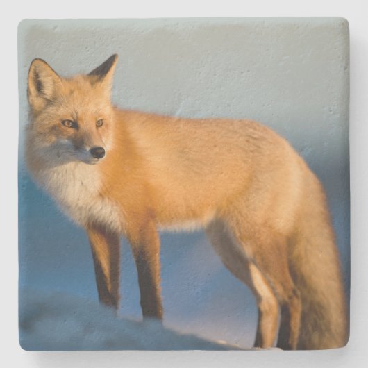 ブラウンキツネ ストーンコースター (正面)