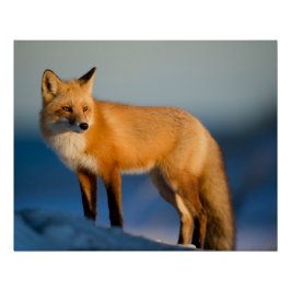 ブラウンキツネ ポスター