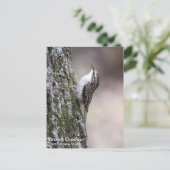 ブラウンクリーパー ポストカード (スタンド正面)