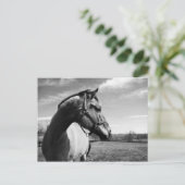 ブラウンステッド・スタリオン ポストカード (スタンド正面)