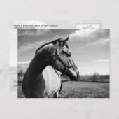 ブラウンステッド・スタリオン ポストカード (正面/裏面)