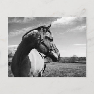 ブラウンステッド・スタリオン ポストカード
