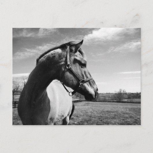 ブラウンステッド・スタリオン ポストカード (正面)
