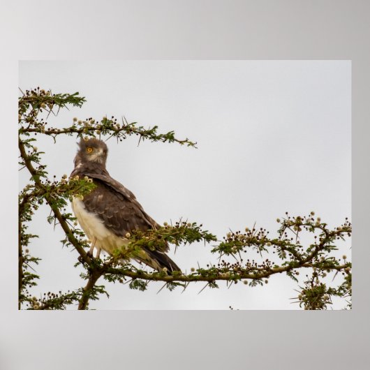 ブラウンスネークイーグル – サバンナのセンチネル ポスター (正面)