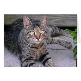 ブラウンタビーキャットアウトドア