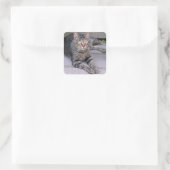 ブラウンタビーキャットアウトドア スクエアシール (バッグ)