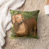 ブラウンダシュント – ドキシエ クッション (ブランケット)