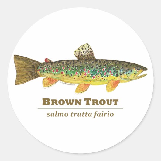 ブラウントラウトLatin Ichthyology ラウンドシール (正面)