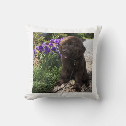 ブラウンニューファウンドランド犬の子犬 クッション (正面)