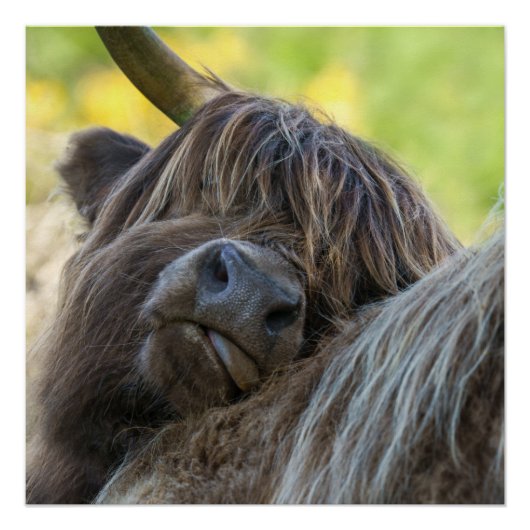 ブラウンハイランドカウポスター ポスター (正面)