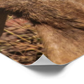 ブラウンバックの野生生物写真 ポスター (角)