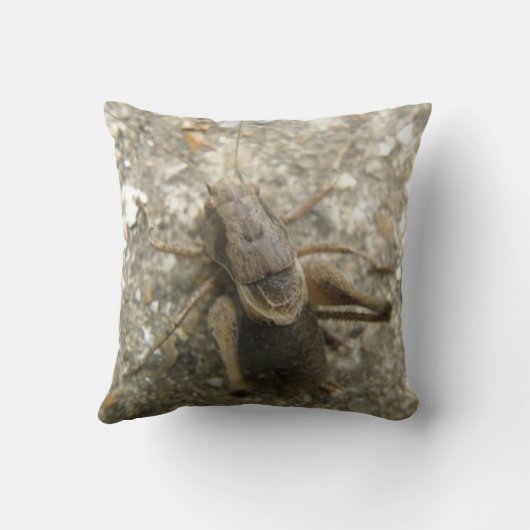 ブラウンフィールドクリケット枕 クッション (裏面)