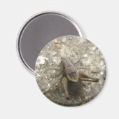 ブラウンフィールドクリケット磁石 マグネット (正面/裏面)