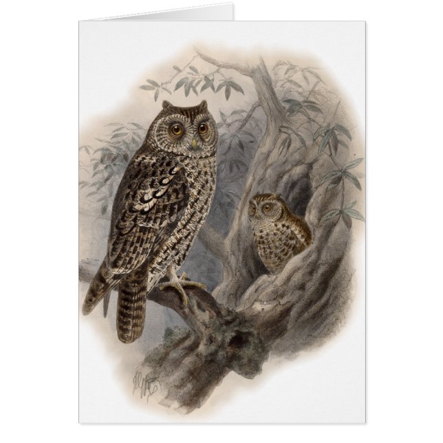 ブラウンフクロウ (正面)