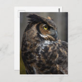 ブラウンフクロウ ポストカード (正面/裏面)