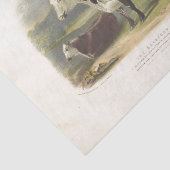 ブラウンフュエフエメラデクページヴィンテージファーム 薄葉紙 (詳細)