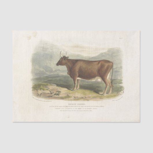 ブラウンブルカウエフエメラデクページヴィンテージファーム 薄葉紙 (正面)