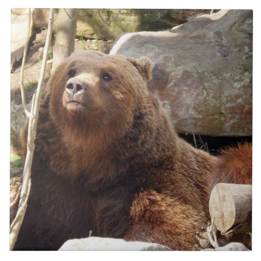 ブラウンベアビューセラミックタイル タイル (正面)