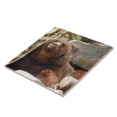 ブラウンベアビューセラミックタイル タイル (側面)