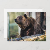 ブラウンベアポーズ ポストカード (正面/裏面)