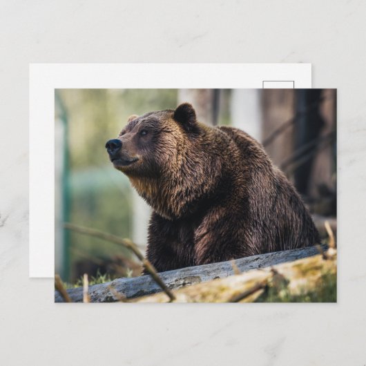 ブラウンベアポーズ ポストカード (正面/裏面)