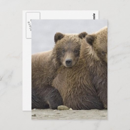 ブラウンベアーズ愛する自然 ポストカード (正面/裏面)