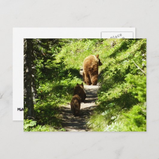 ブラウンベアーファミリー ポストカード (正面/裏面)